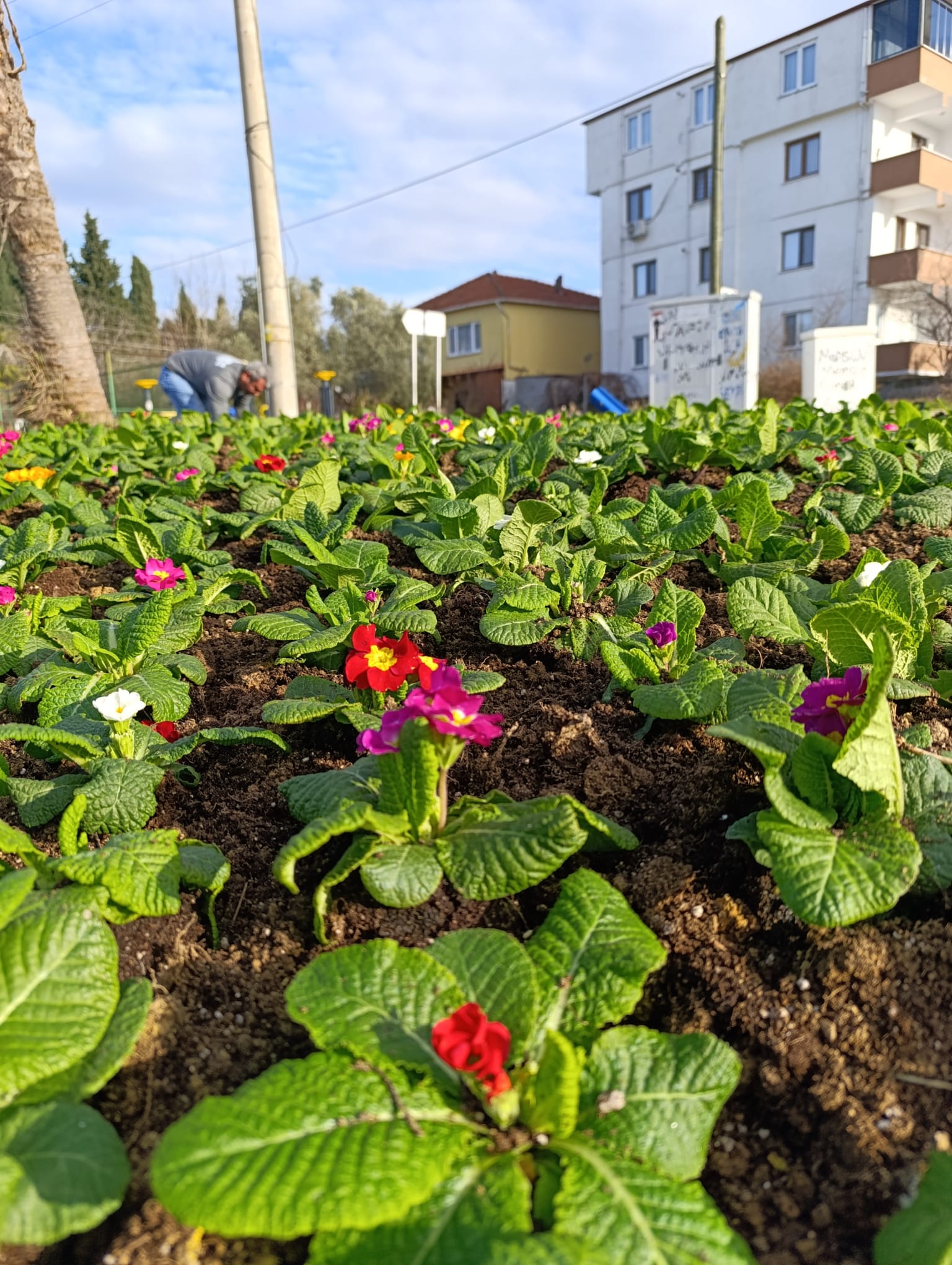Mevsimlik çiçeklerle bakımlı bahçe — Yalova, Çitlembik Peyzaj